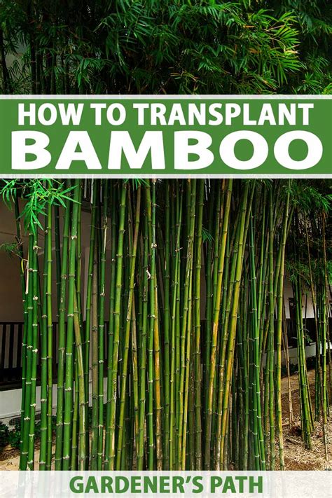 How And When To Transplant Bamboo .